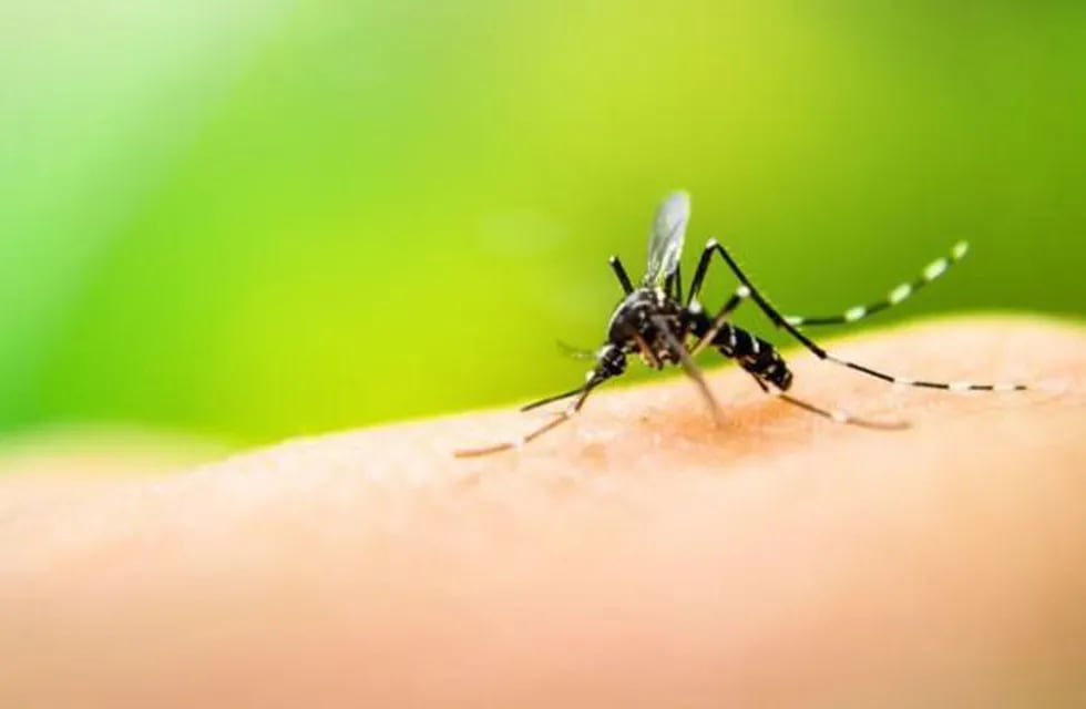 Intensifican los operativos de prevención del dengue. (Web)