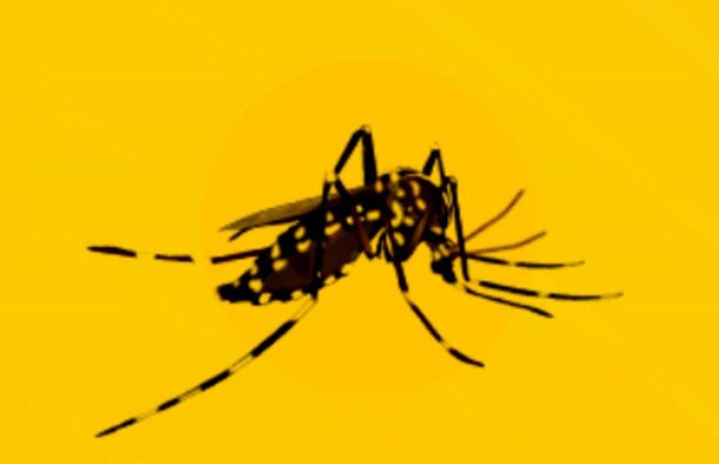 El Aedes aegypti se reproduce en lugares  donde existe agua estancada y limpia.