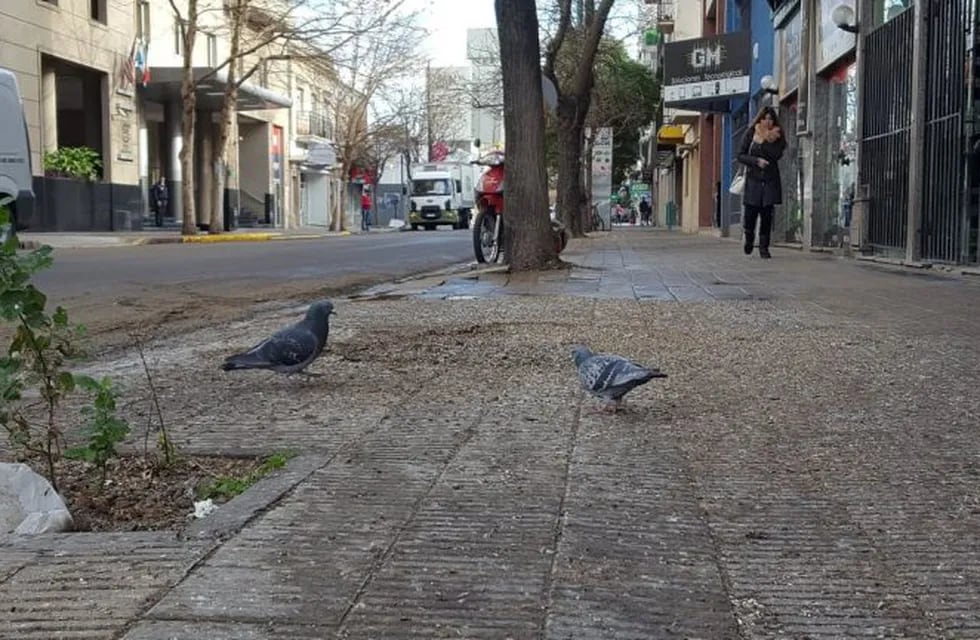 Cortan una calle por el excremento de paloma
