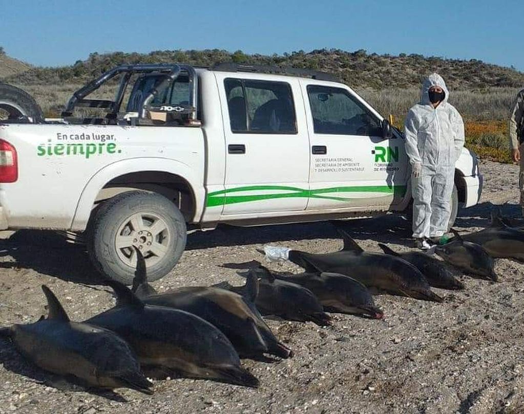 Delfines muertos en las costas de Río Negro.