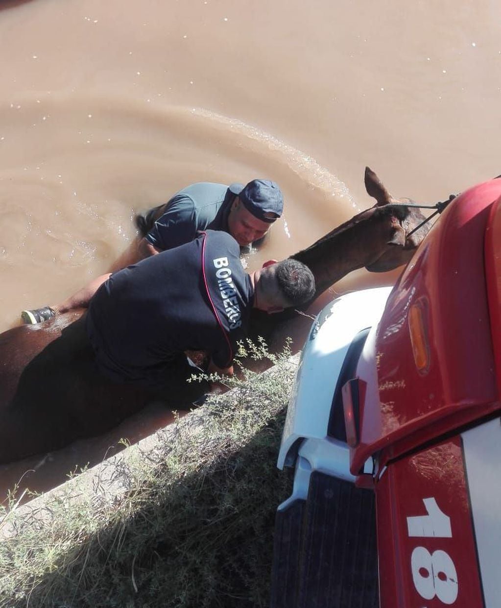 Personal de bomberos y vecinos rescataron a un caballo que cayó a un cauce de riego en calle F y 5 en Alvear. Gentileza 
