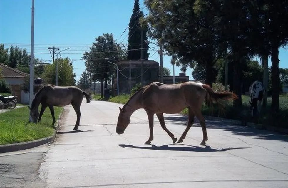 Una localidad de Córdoba se apropiará de los caballos que anden sueltos por la ciudad.
