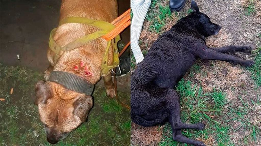 Denunciaron a un policía en Paraná por dispararle a un perro