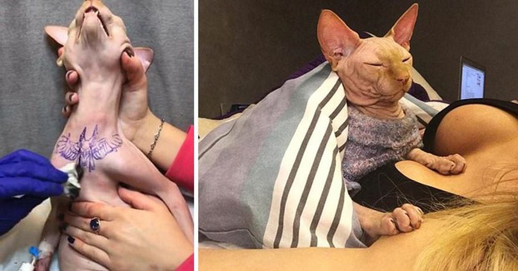Una influencer tatuó a su gato y despertó repudio en las redes