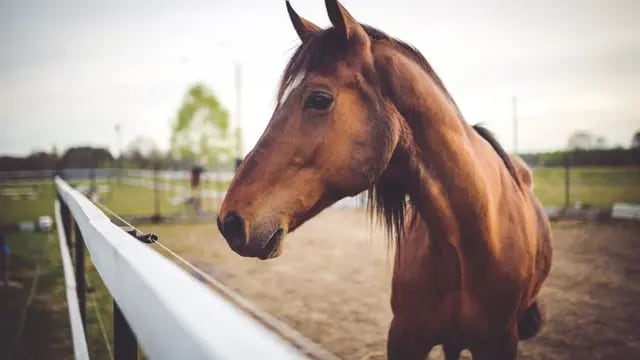 Un caballo murió tras caer desbocado