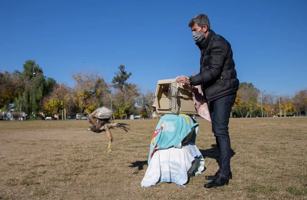 El intendente Ulíano Suarez libera uno de los tres gavilanes mixtos en el Parque Cívico. Las aves fueron recuparadas por la Fundación Cullunche. Gentileza MCM