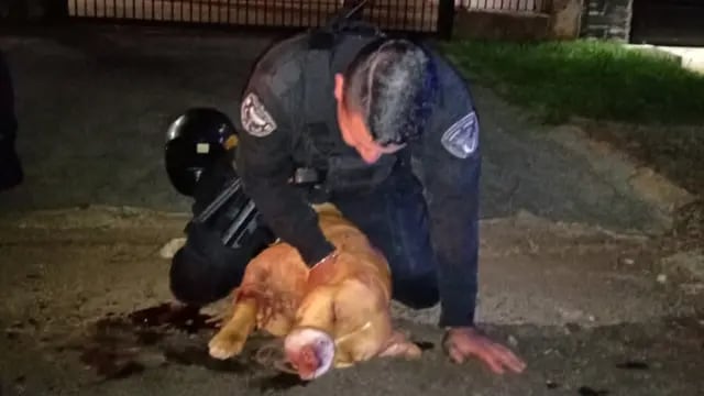 Un pitbull atacó a un hombre y lesionó a dos policías que intercedieron en el hecho