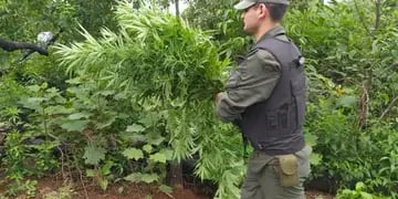 Patrullaban y se toparon con una plantación de marihuana en Bernardo de Irigoyen