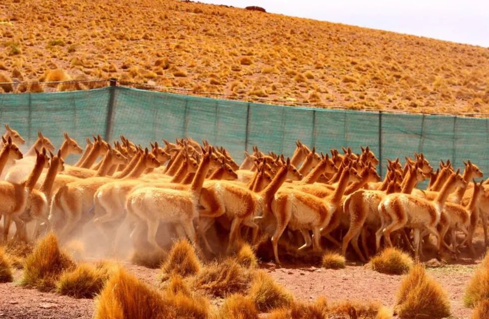 Esquila de vicuñas en silvestría, en Jujuy