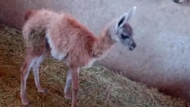 Guanaco