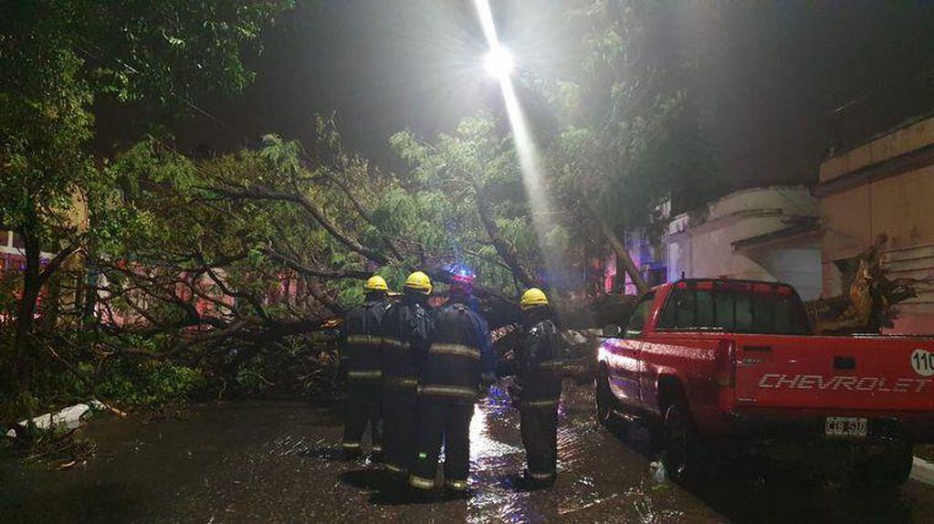 Caída de árboles tras el fuerte temporal en Córdoba (Twitter)