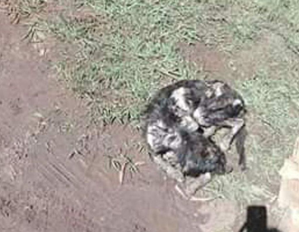 Un perro fue quemado vivo en Garupá. (Foto: Misiones Online)