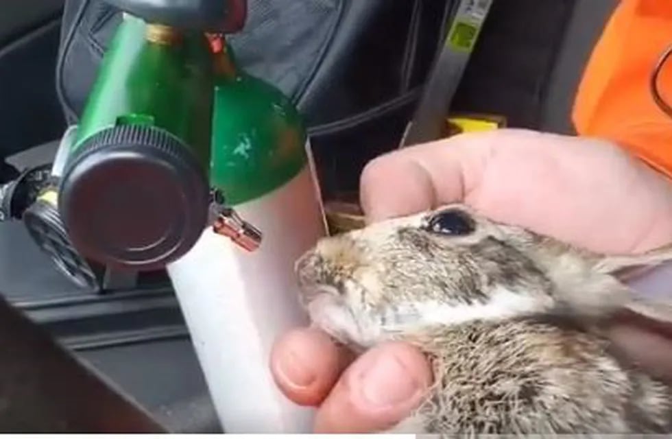 Conejo rescatado en el incendio (Foto: Página Siete)