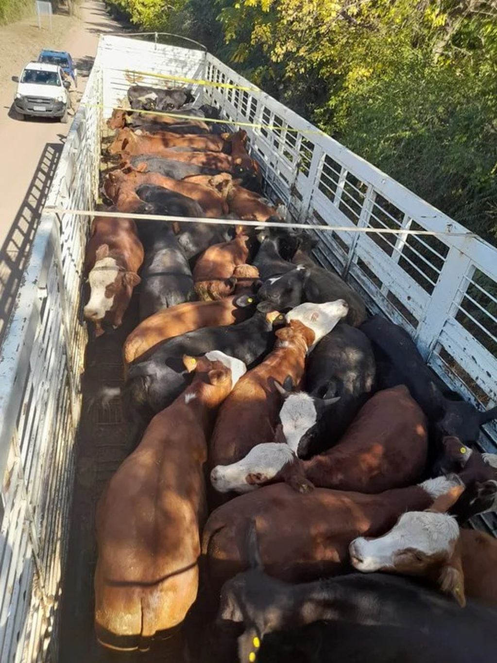 Mataderos clandestinos en  el Norte de Córdoba: tenían 40 vacas sin documentación.