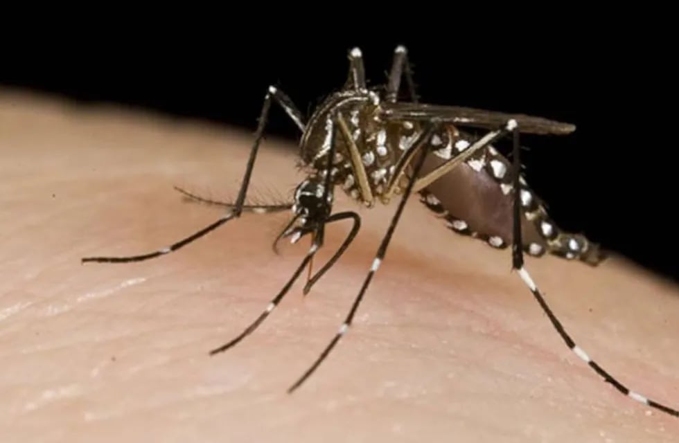Ya está en el país la vacuna contra el dengue.