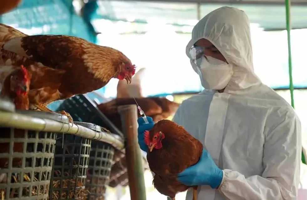 Preocupa el aumento de casos de gripe aviar en nuestro país. Foto: Los Andes.