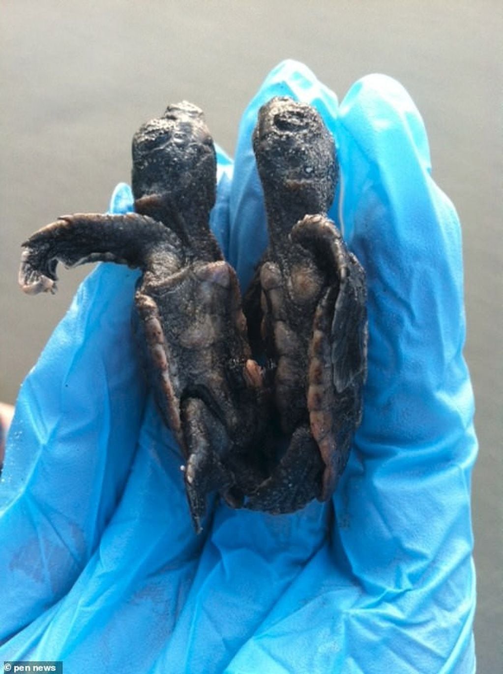 Encontraron una tortuga marina de dos cabezas en los Estados Unidos (Foto: Gentileza Daily Mail )