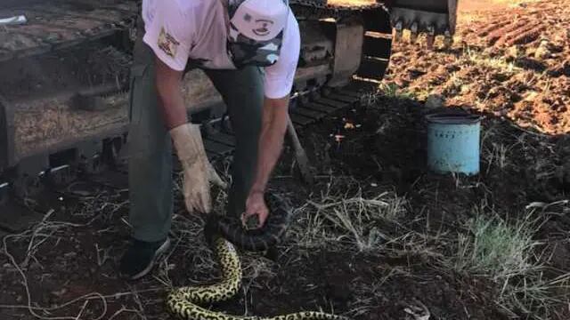 Rescatan en Posadas una víbora curiyú de 2,50 metros  Yarará en Acción