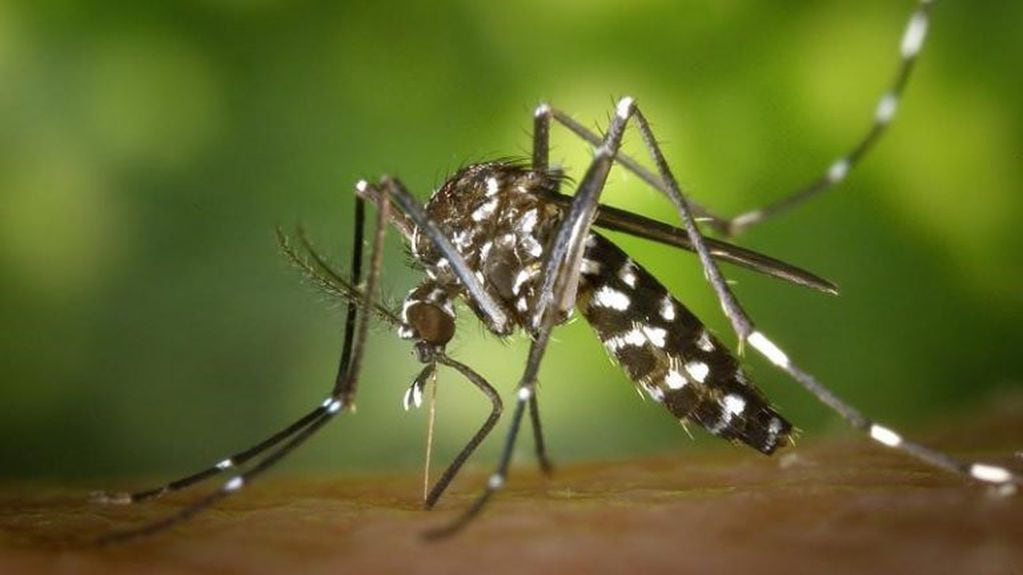 Mosquito aedes aegypti