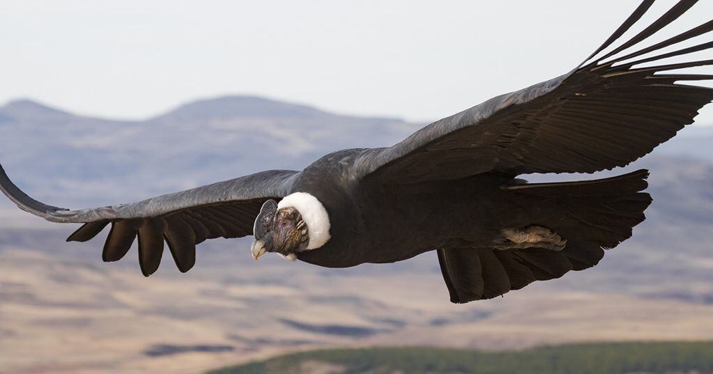 El Cóndor Andino es uno de las aves en peligro de extinción que habita en la zona.