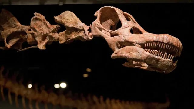  RÉPLICA. Del dinosaurio en el Museo Americano de Historia Natural, de Nueva York (AP/ Mary Altaffer/Archivo).