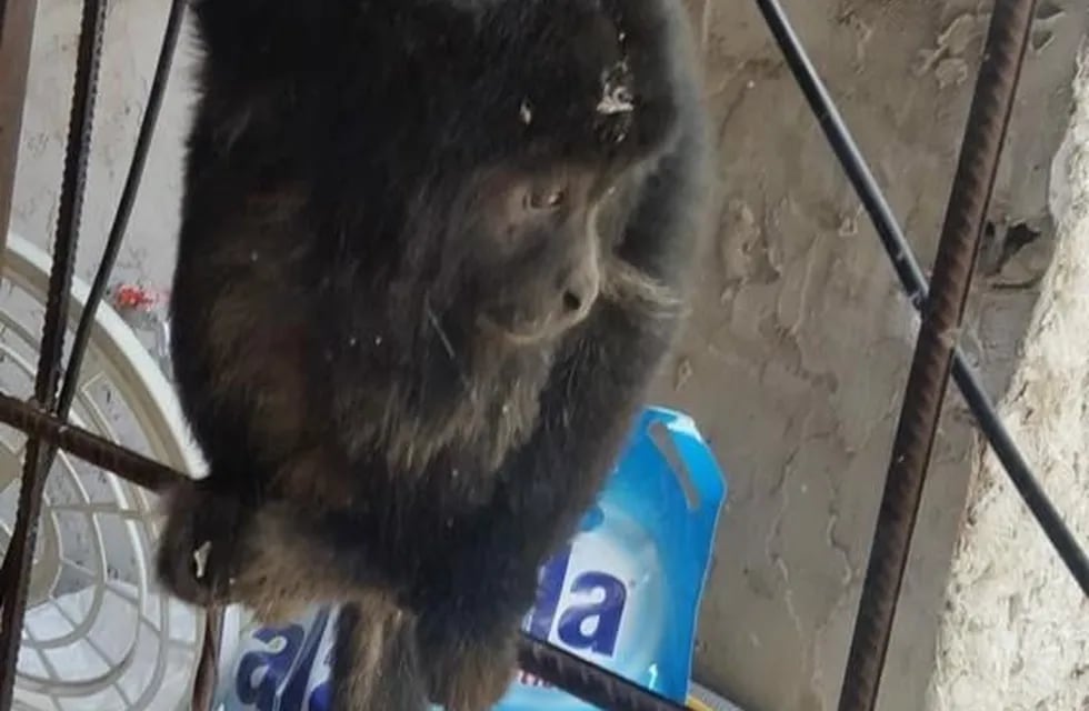 Apareció un mono suelto en La Plata y revolucionó a los vecinos