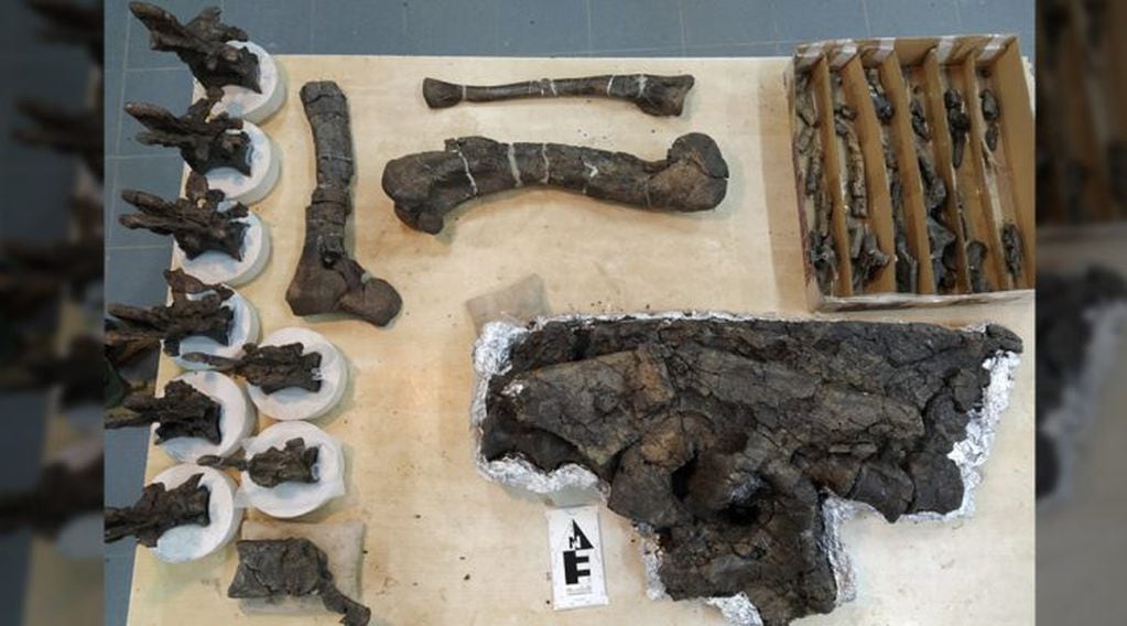paleontólogos del Conicet descubren nueva especie de dinosaurio carnívoro en Chubut (foto: Conicet)