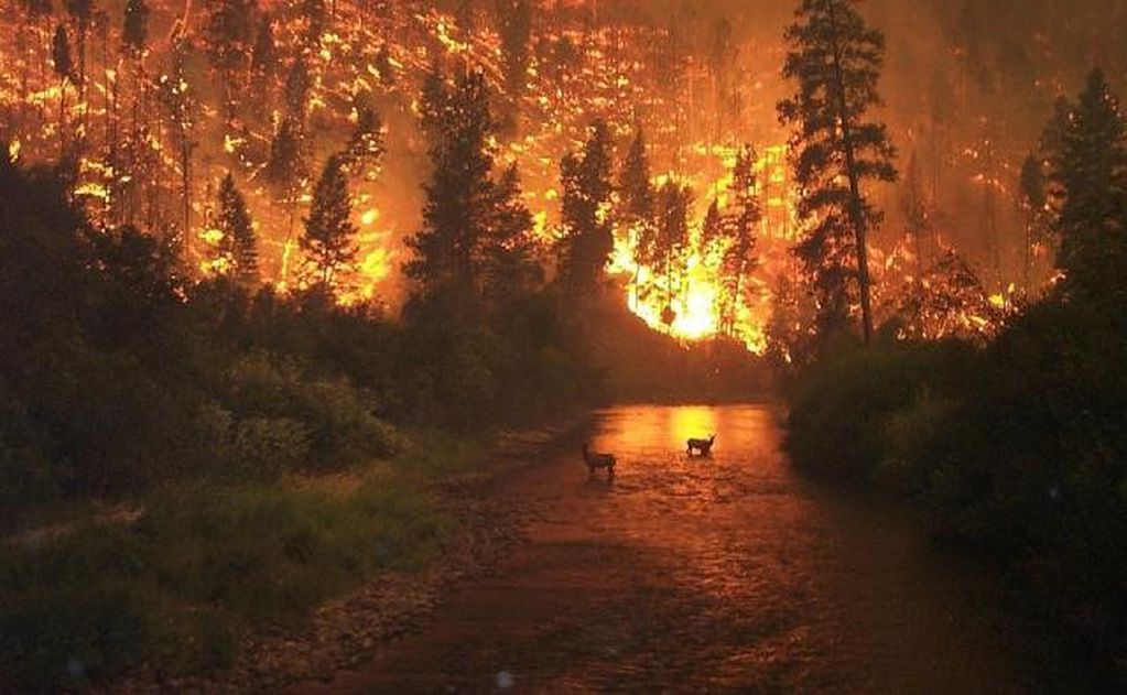 El incendio ocurrido en 2015 (Foto: Telediario Digital).