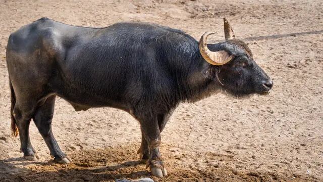 Trasladan al búfalo Rubén del Parque de la Biodiversidad a un santuario en Entre Ríos. (Municipalidad de Córdoba)