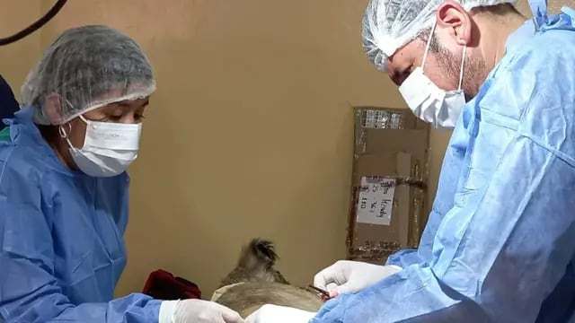 Este sábado hay una jornada extraordinaria para vacunaciones y castraciones de mascotas