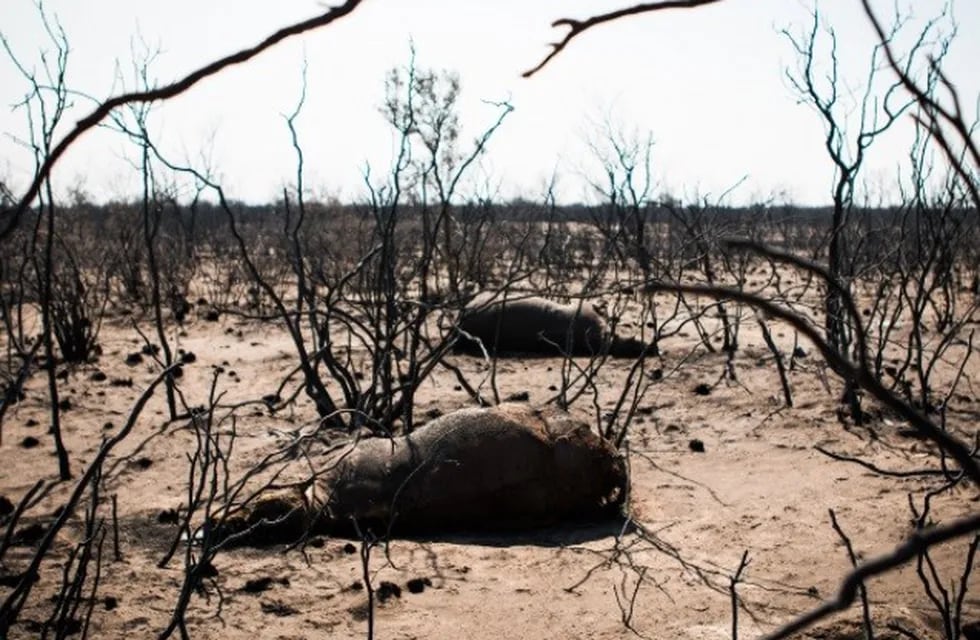 Unos cien ganaderos –entre Alvear y San Rafael- los que van a tener que buscar campos para alquilar y llevar a los animales ya que el fuego no dejó nada en los campos.