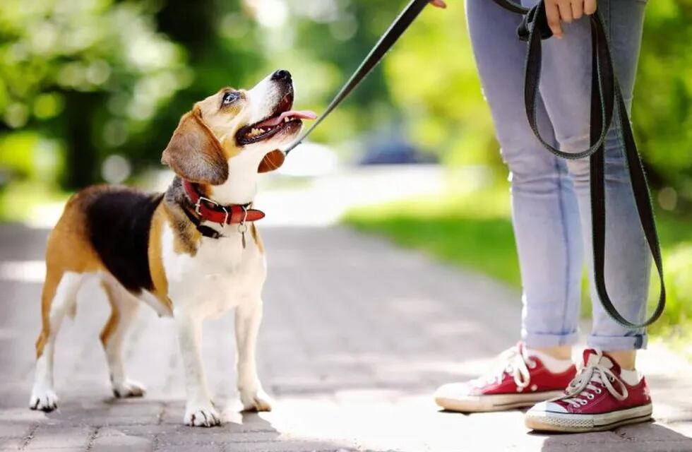 Se aprobó una ordenanza en que los perros deberán utilizar obligatoriamente correa, en los espacios públicos.