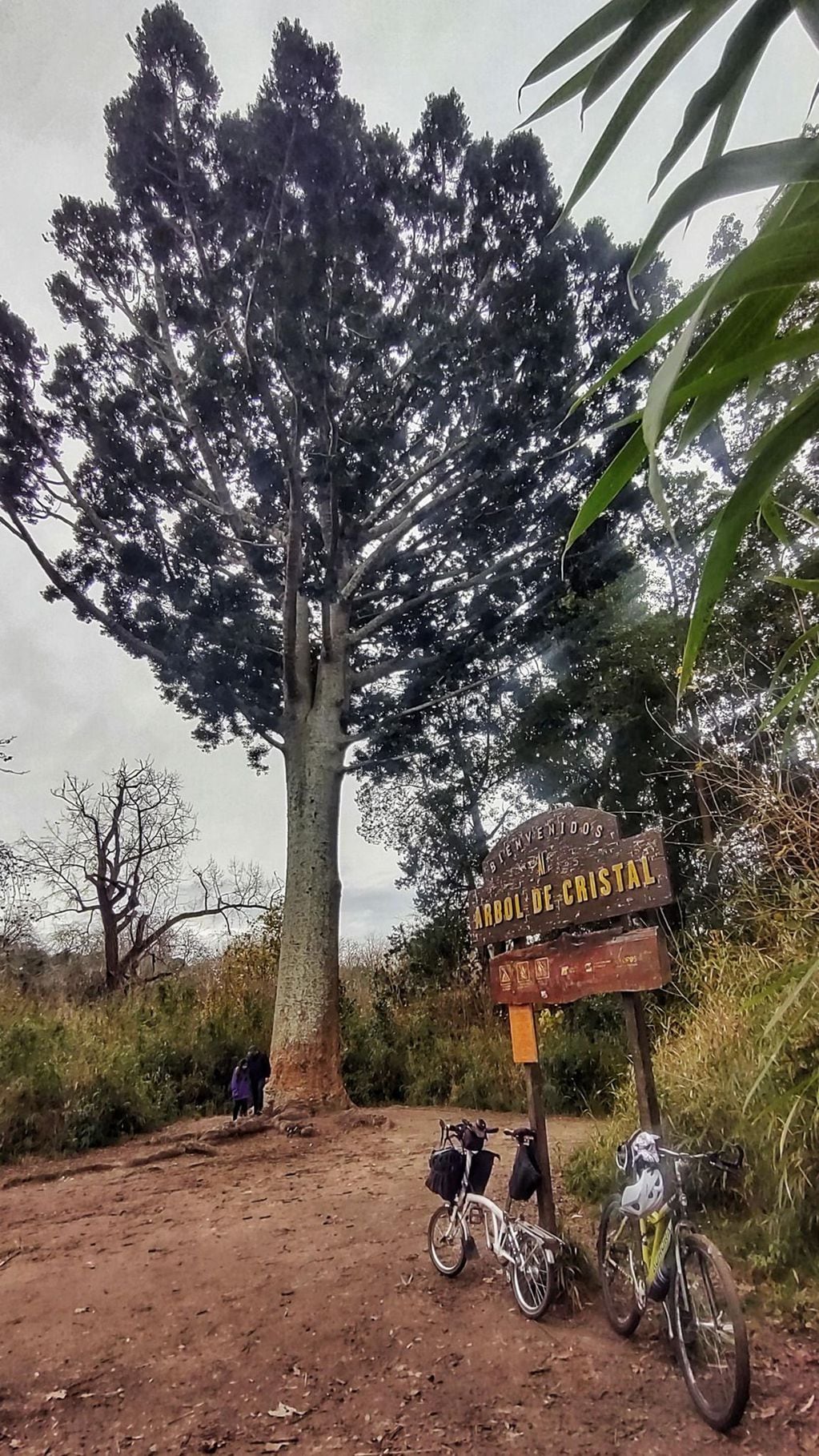 El Árbol de Cristal ubicado en el Parque Pereyra Iraola.