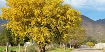 Árboles nativos: una opción sustentable para forestar tu casa