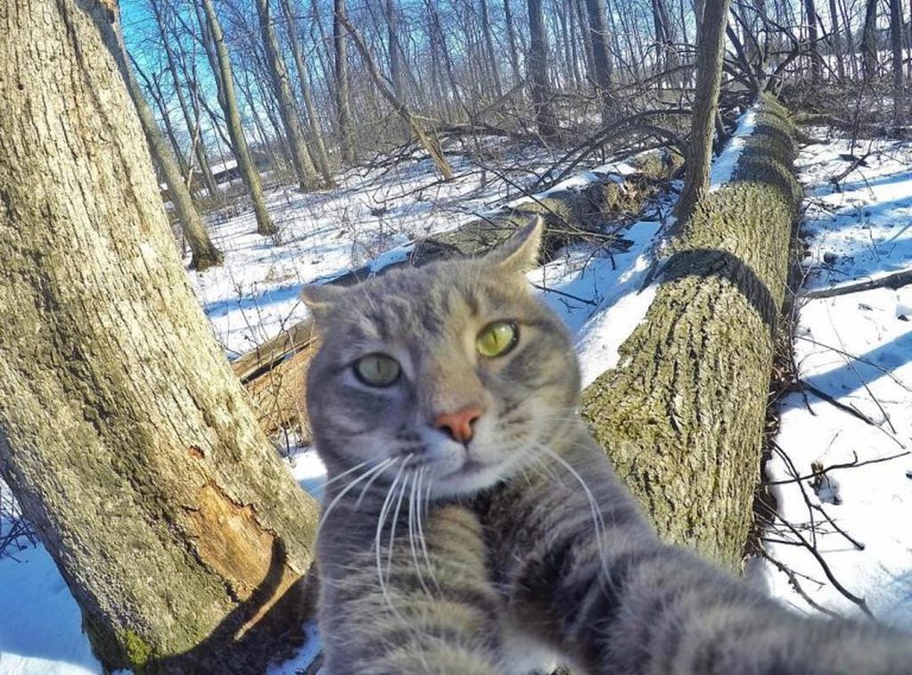 Manny, el gato furor en las redes sociales que se saca selfies.
