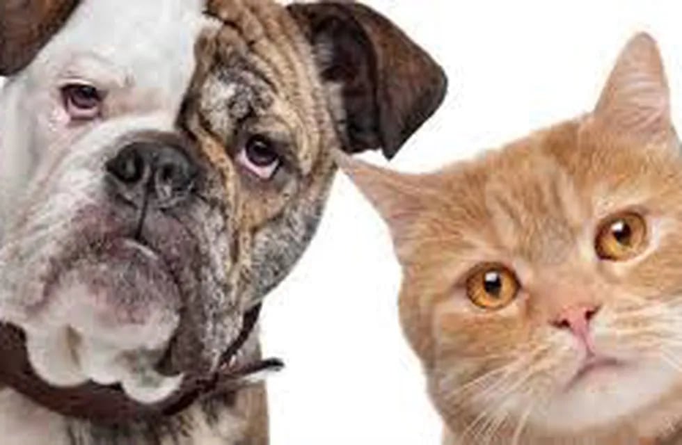 Advierten riesgo de infecciones por parásitos que se hallan en perros y gatos