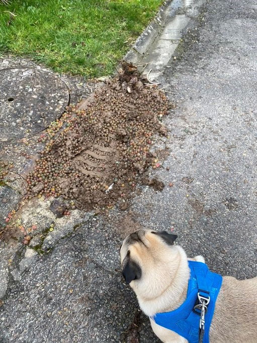 Las bolitas saliendo por las tuberías de la calle. (Instagram/CyrilSchreiner)