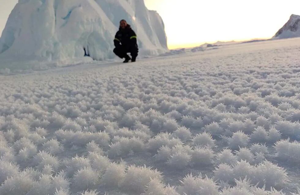 Flores de hielo en la Antártida