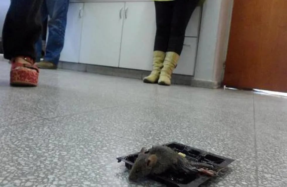 Una escuela de Buenos Aires sin clase por plaga de ratas. (web)