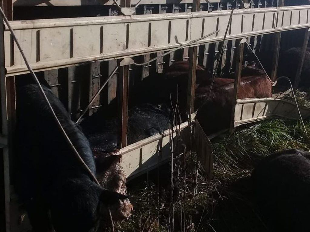 Murieron 25 vacas tras el vuelco de un camión en una ruta platense. Fotos 0221.