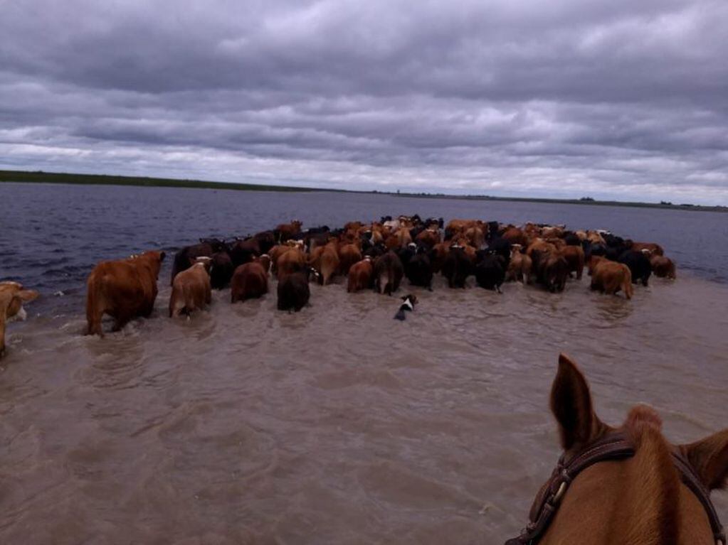 Cientos de cabeza de ganado bajo agua
