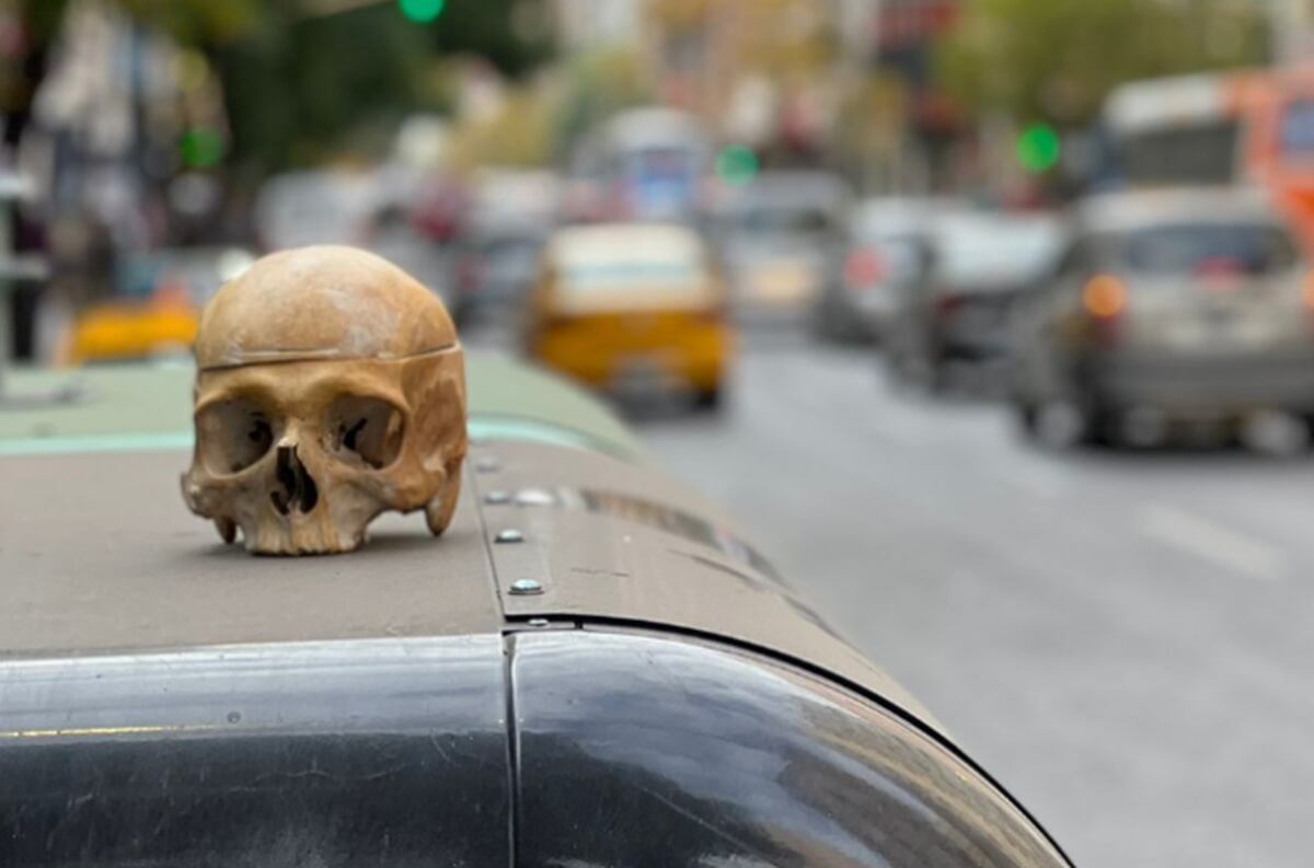 El cráneo hallado en plena avenida Colón. (El Doce)