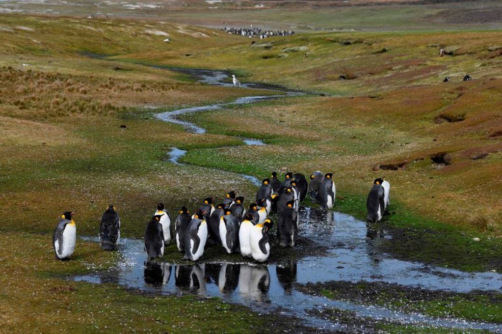 Pingüinos Rey en Volunteer Point, al norte de la capital de las Malvinas. El archipiélago presenta una increíble biodiversidad, con cinco especies de pingüinos.