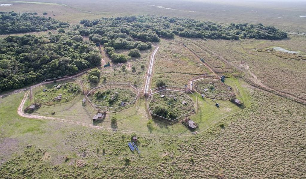El Centro de Reintroducción (CRY), el proyecto de la Fundación Rewilding Argentina, para la reinserción de los yaguaretés en los Esteros se encuentra en la isla San Alonso en el Iberá.