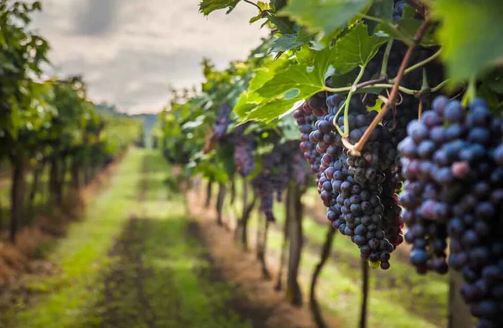 Establecimientos vitivinícolas de Entre Ríos