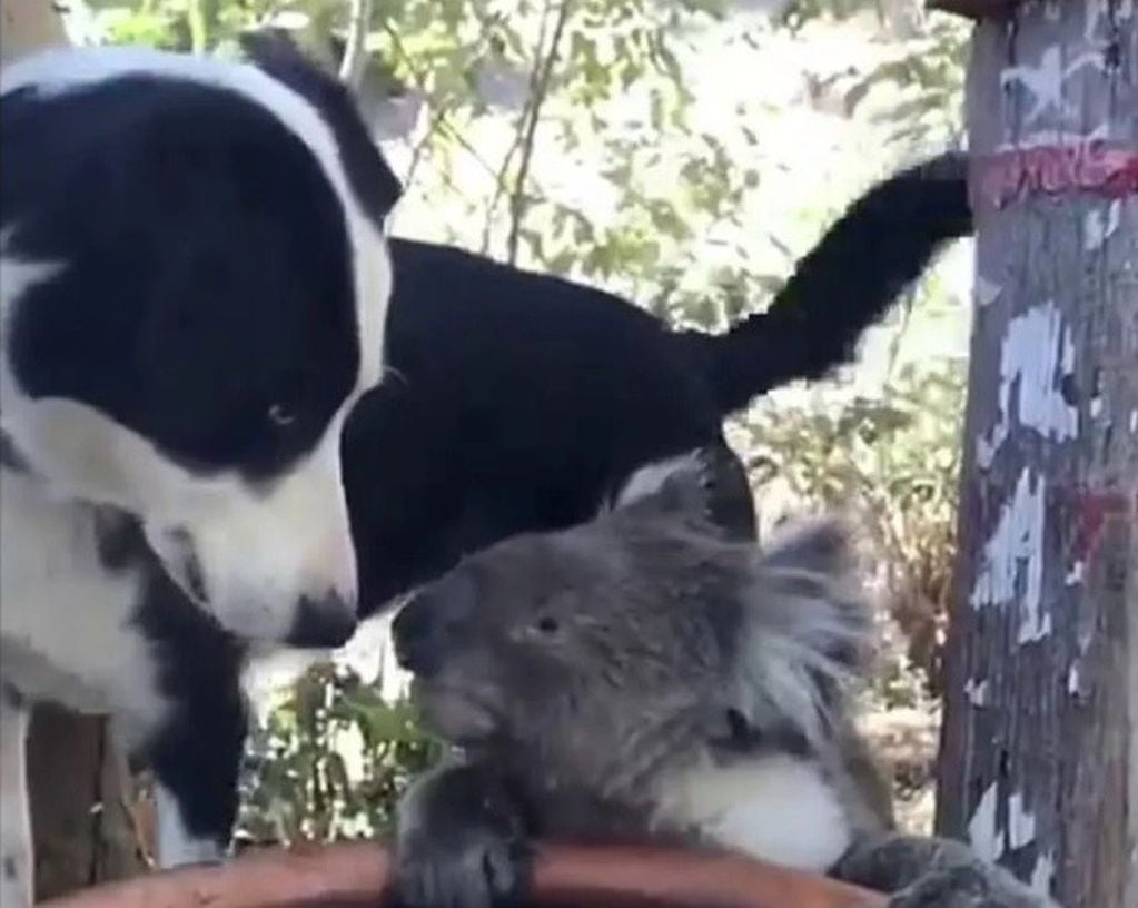 Un koala y un perro tienen una amistad en medio de los incendios de Australia.