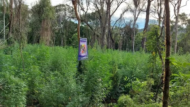 Plantación de marihuana en Dos Hermanas