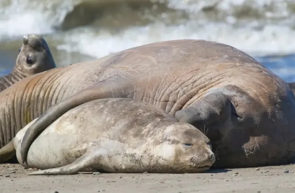 Se registraron mas de mil muertes de elefantes marinos por Gripe Aviar en Chubut.