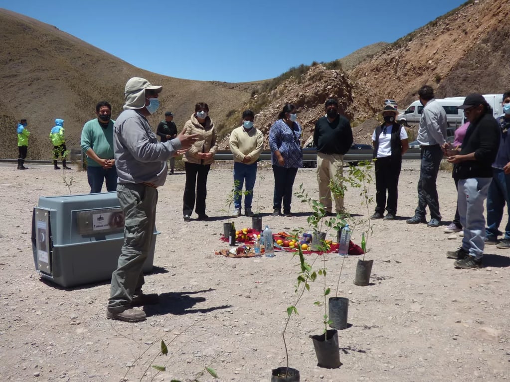 La liberación de K’allpa se realizó en el marco del Programa de Conservación del Cóndor Andino, que lleva adelante la Fundación Bioandina junto a numerosas instituciones, con el apoyo del Ministerio de Ambiente.