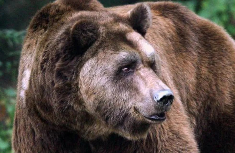 Un cazador pensó que había podido matar a un oso pardo y se llevó una mortal sorpresa. Foto: La Voz.